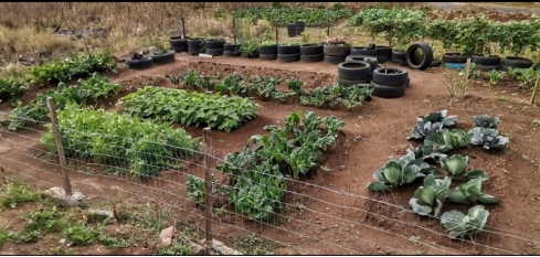 Gardening- Food Security